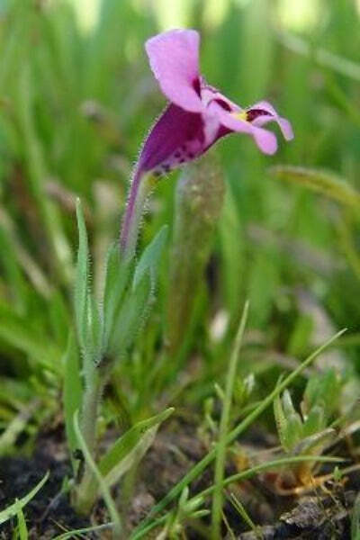 Mimulus tricolor | Monkey Flower | 20 Seeds