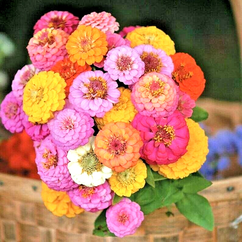 250+ ZINNIA HUMMINGBIRD LILLIPUT SEEDS AUTUMN MIX FLOWERS HUGE BEES BUTTERFLIES