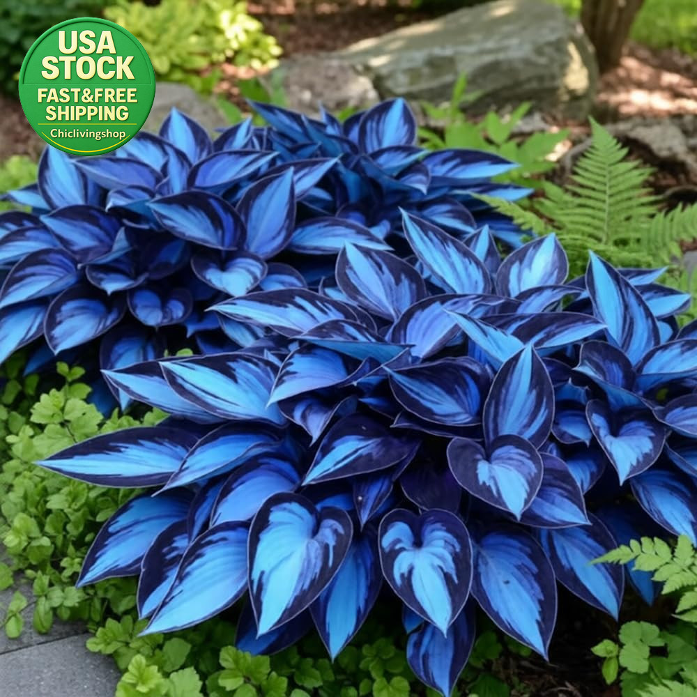 207 Hosta Seeds Variegated Perennial Giant Low Maintenance Shade Plants