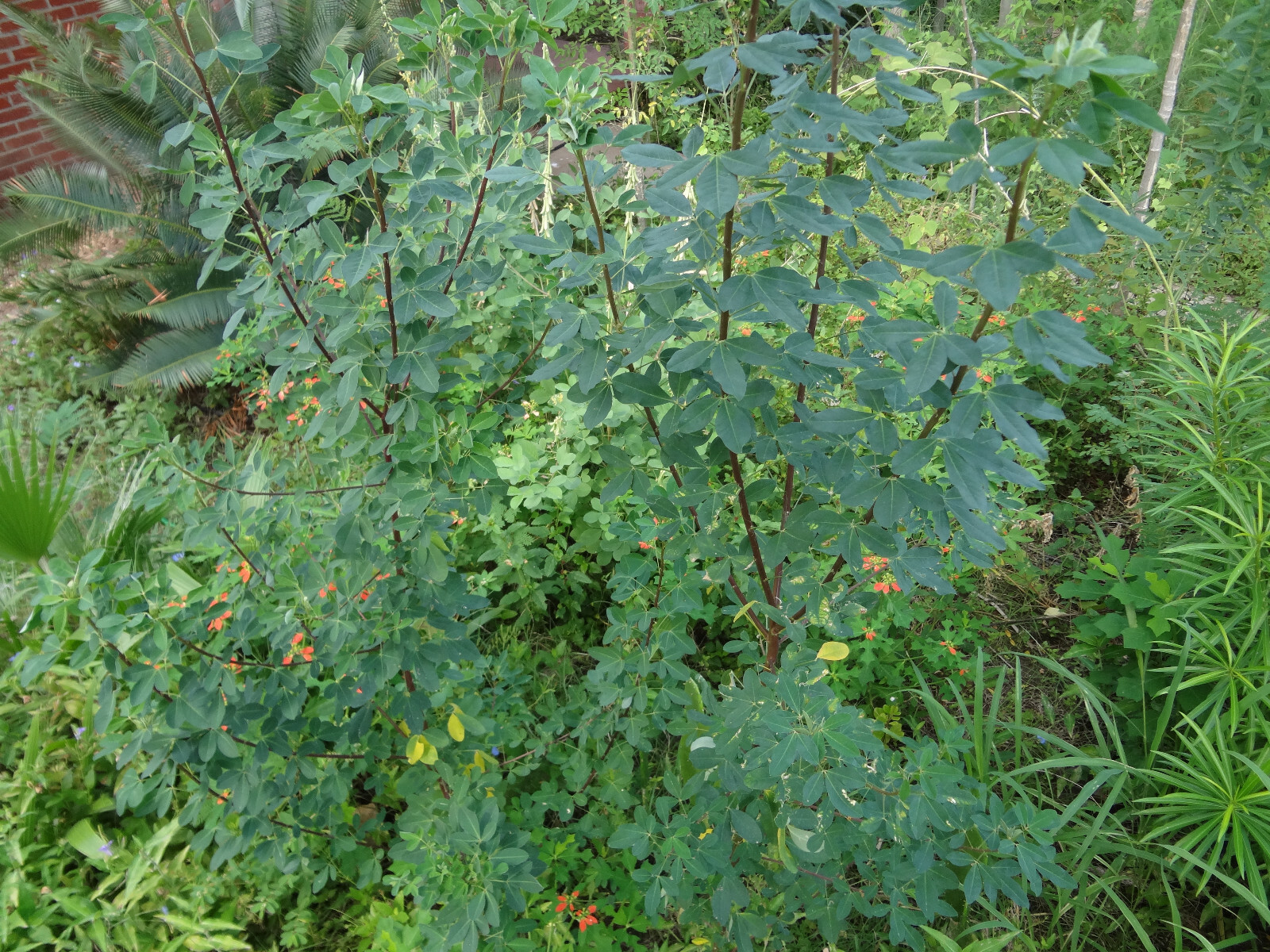 CHIPILIN Very RARE Central America Cold Hardy El Salvador 10 SEEDS