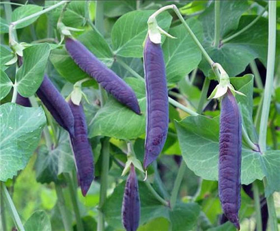 PEA Heirloom Mix 25+ NON-GMO Seeds vegetable garden ALL TYPES MIXED snow peas