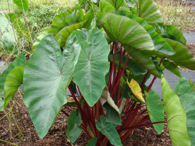 Hawaiian Punch Colocasia Plant – 4-9″ Tall – Colorful Elephant Ear – Zones 8–11