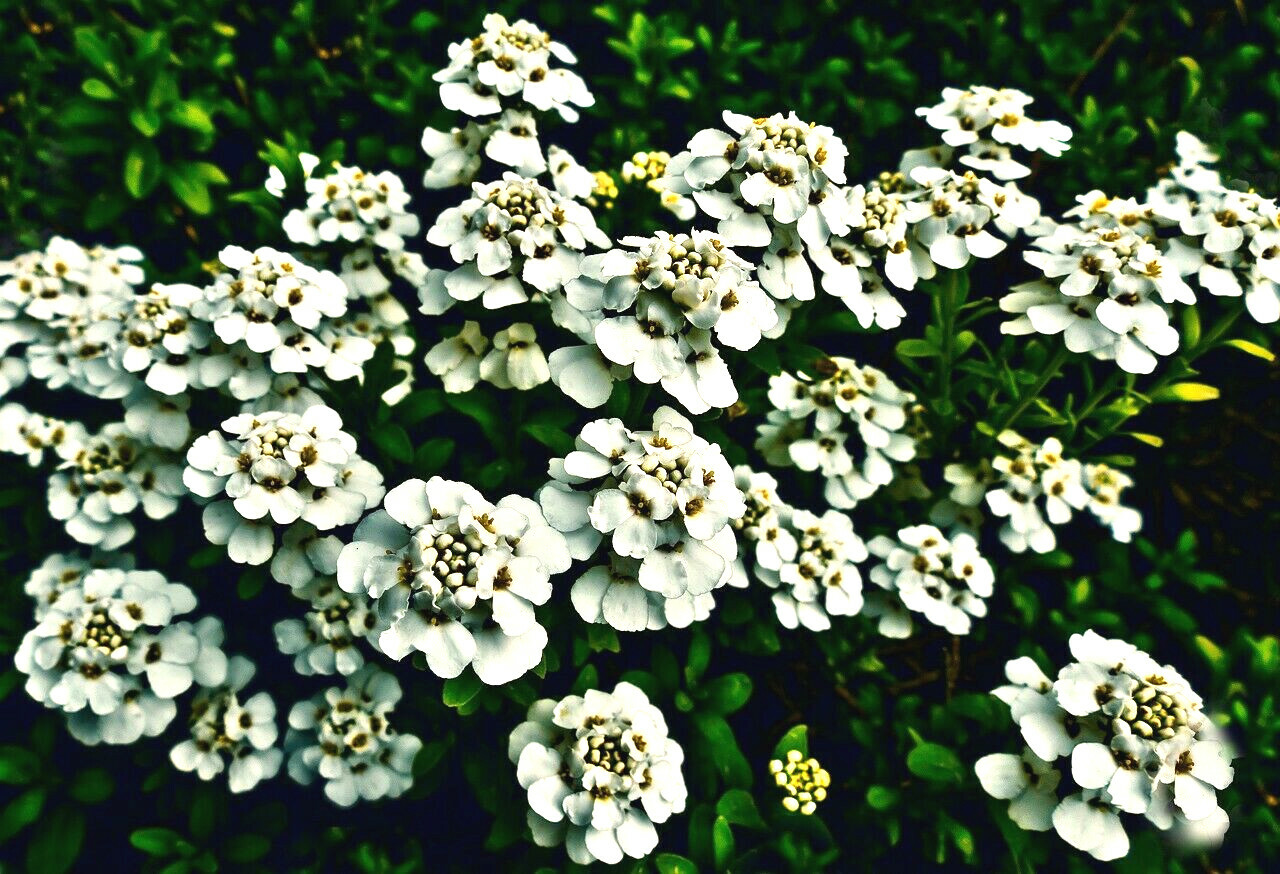 250+ Empress White Candytuft Rocket Flower Seeds (Iberis Amara), Medicinal Plant