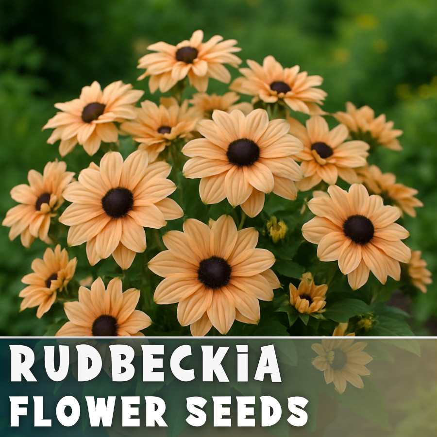 Apricot Rudbeckia Seeds 125+ Seeds Annual Flower Seeds Garden