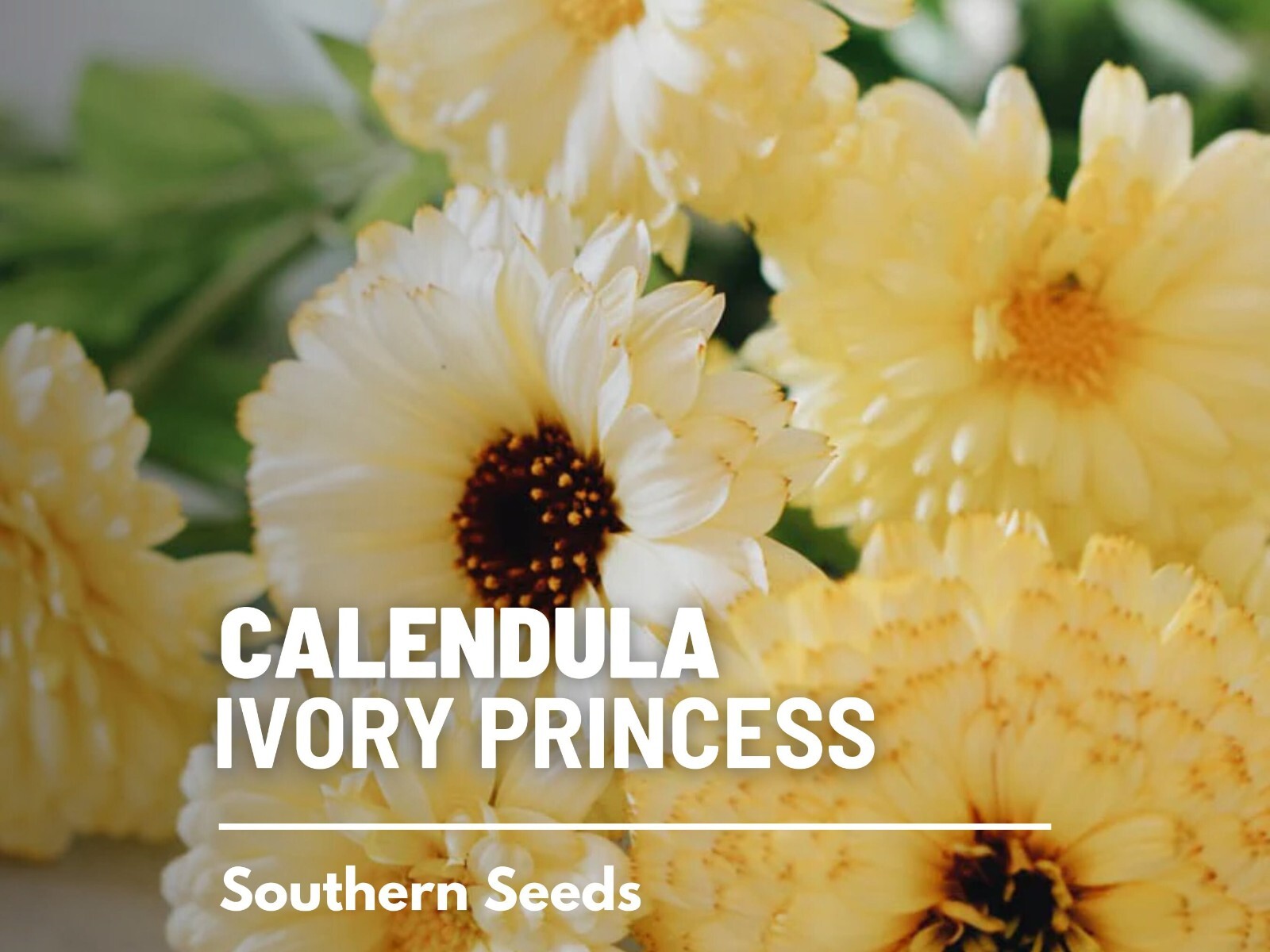 Ivory Princess Calendula Seeds, Heirloom Flower, Culinary and Medicinal, USA Gro