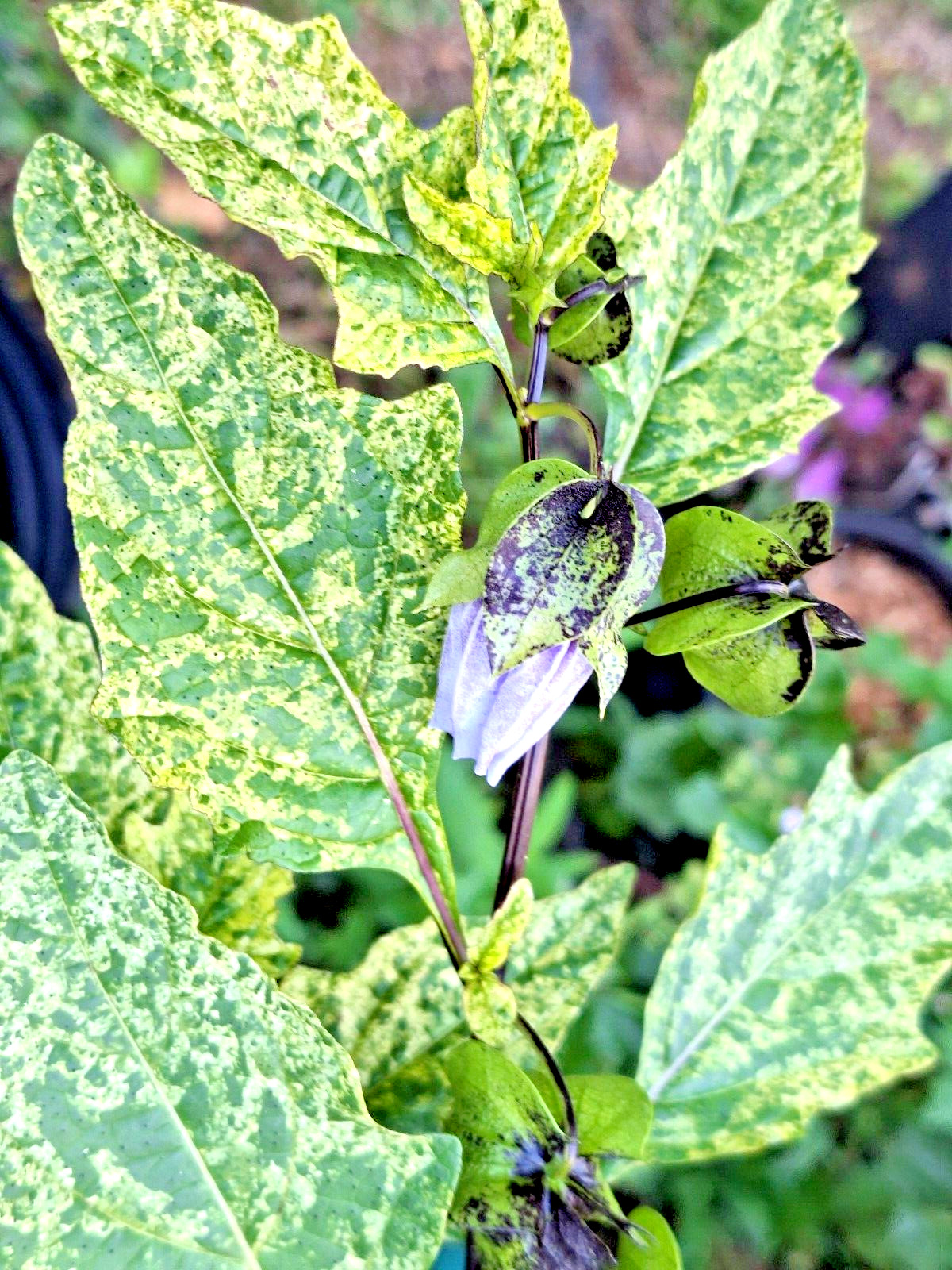 rare variegated shoofly plant 100 seeds, Nicandra Phsalodes Var. Splash of cream