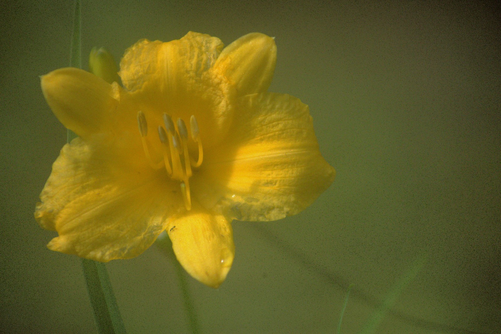 Daylily “Stella D ‘ Oro/Perennial/Rebloomer/Zone 3-9 /1 Root/Golden Yellow