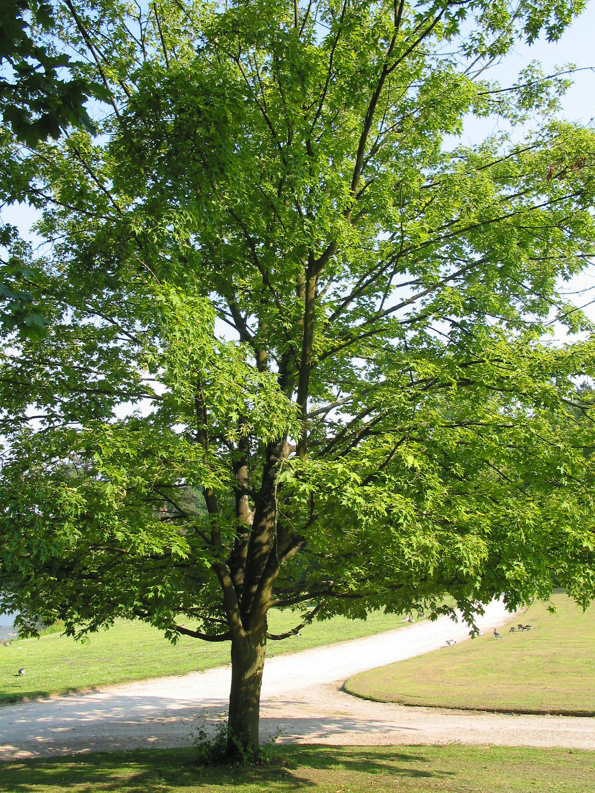 Canada Sugar Maple | Tree Seed Grow Kit | The Jonsteen Company