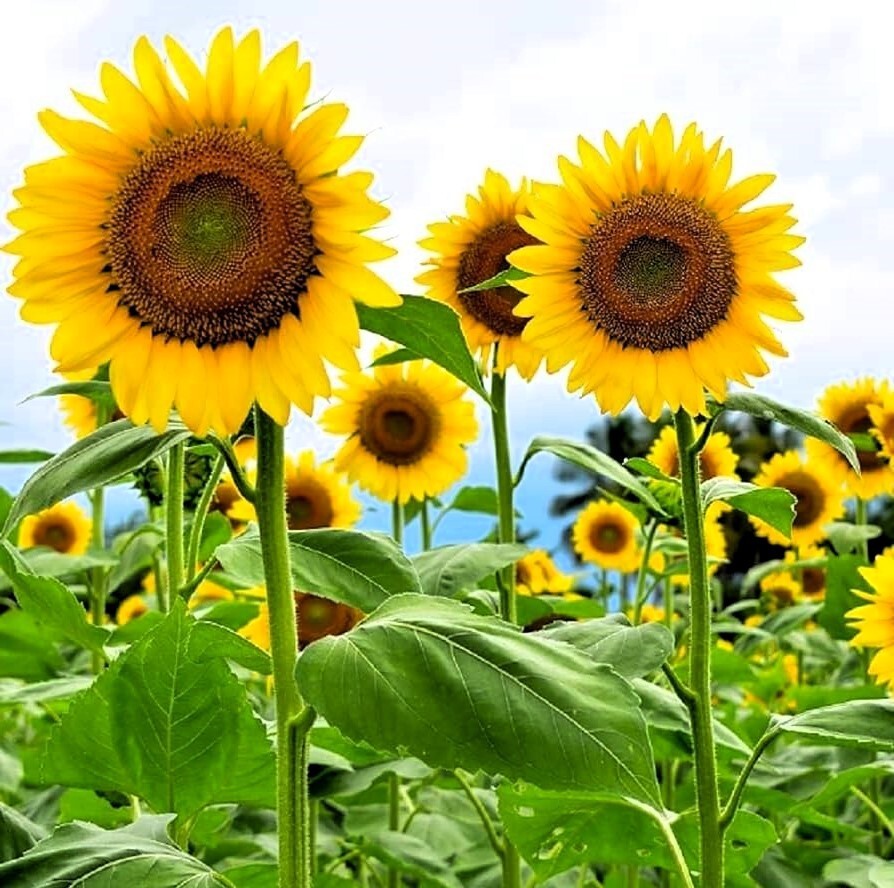 Skyscraper Sunflower Seeds 10+