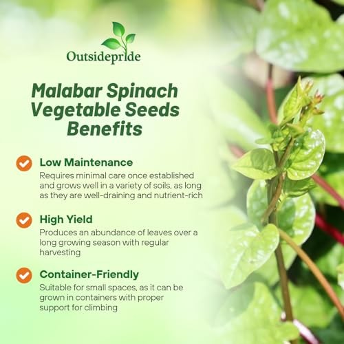 Basella Rubra Malabar Spinach Seeds -00 Pcs. Perennial, Humid & 100 Seeds 1