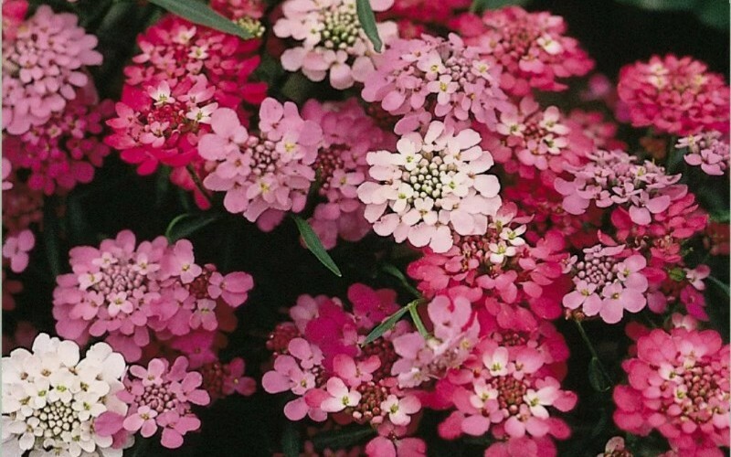 20+ candytuft, PERENNIAL white pink FLOWER, seeds! USA seller