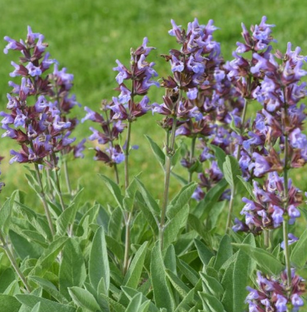Sage BROADLEAF Common Perennial Seasoning Teas Antioxidant Non-GMO 100 Seeds