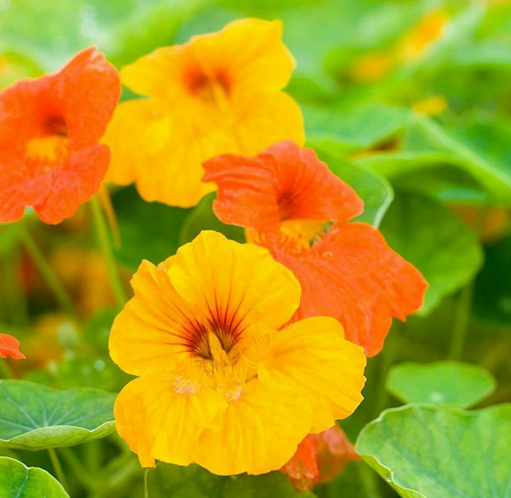 Dwarf Jewel Mix Nasturtium Seeds | USA Garden Flower Orange Yellow Seed for 2024