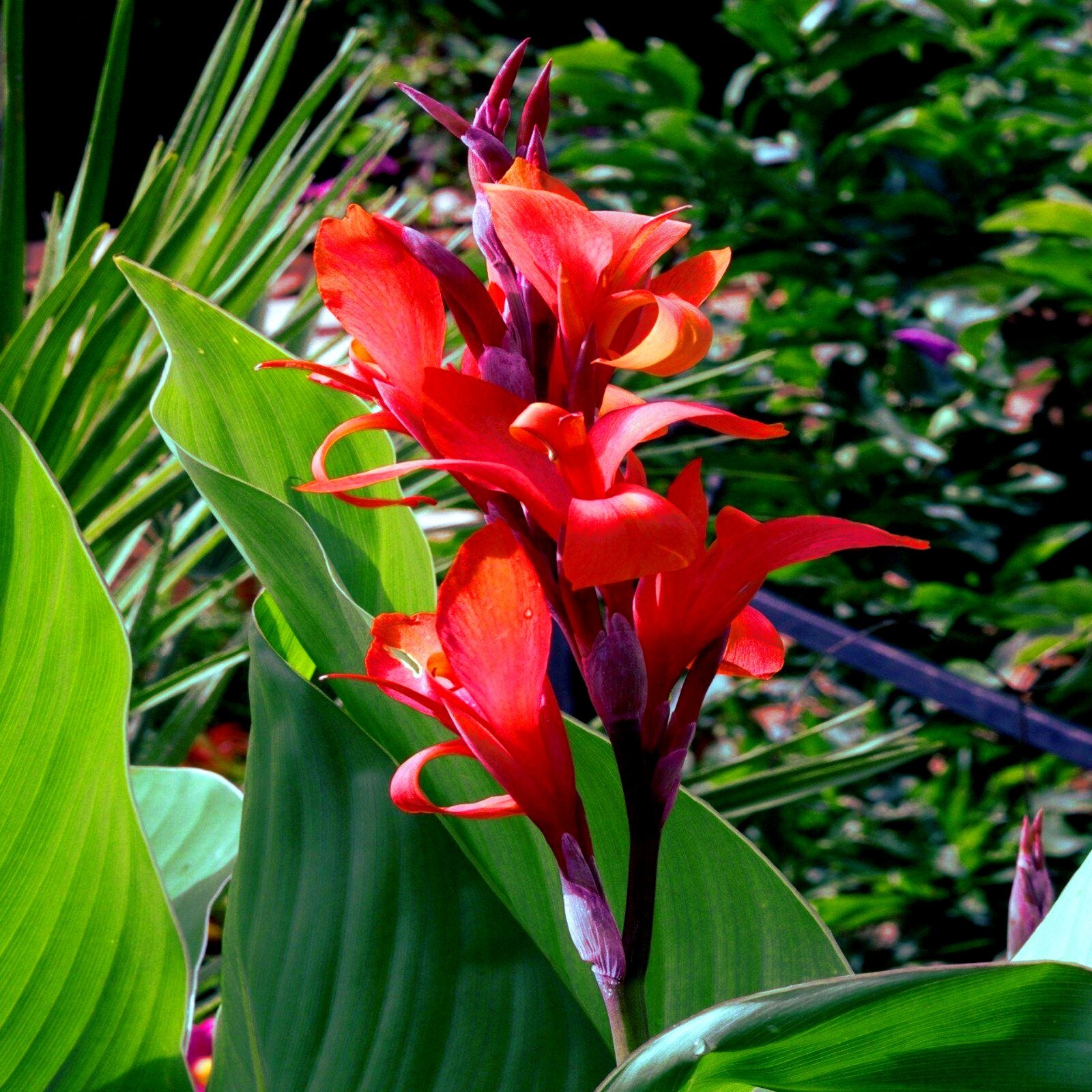 RED CANNA LILY INDICA SEEDS INDIAN SHOT Arrowroot Flowers Attracts Hummingbirds