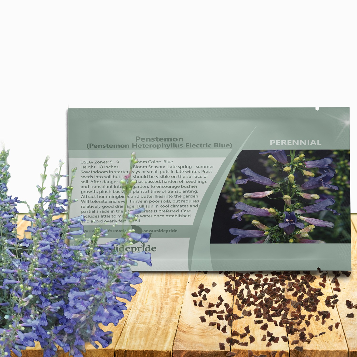 25 Seeds Penstemon Heterophyllus Electric Blue Drought Tolerant Garden Plant