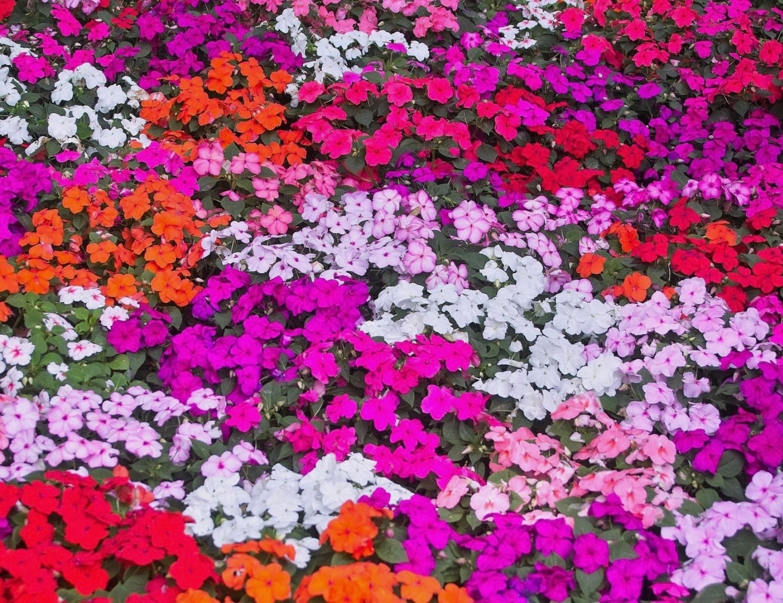 Fresh Impatiens Seeds, Mixed Colors, Walleriana Dwarf Bedding Shade Flower, USA