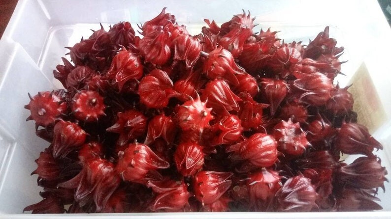 Roselle hibiscus – 50 seeds – Jamaican Sorrel – Florida Cranberry