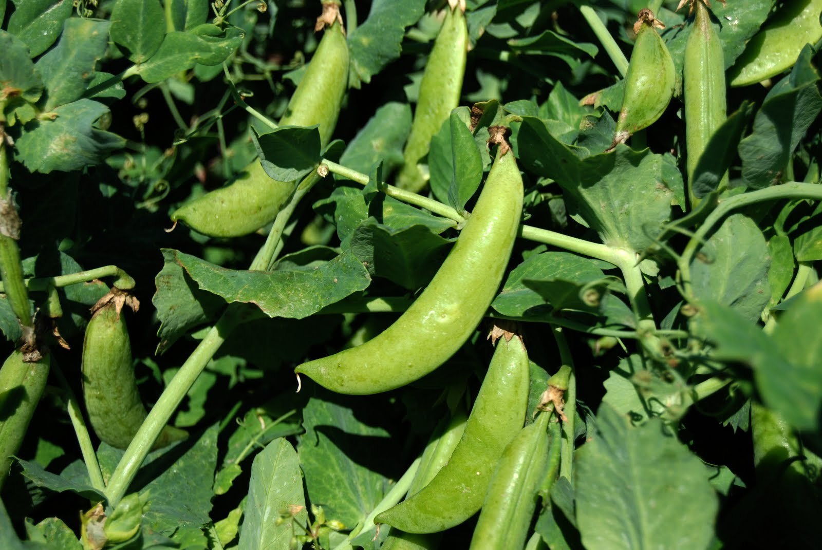 SUGAR SNAP PEA SEEDS * SNAP PEA * CRISP & TENDER * 100 COUNT PKT .