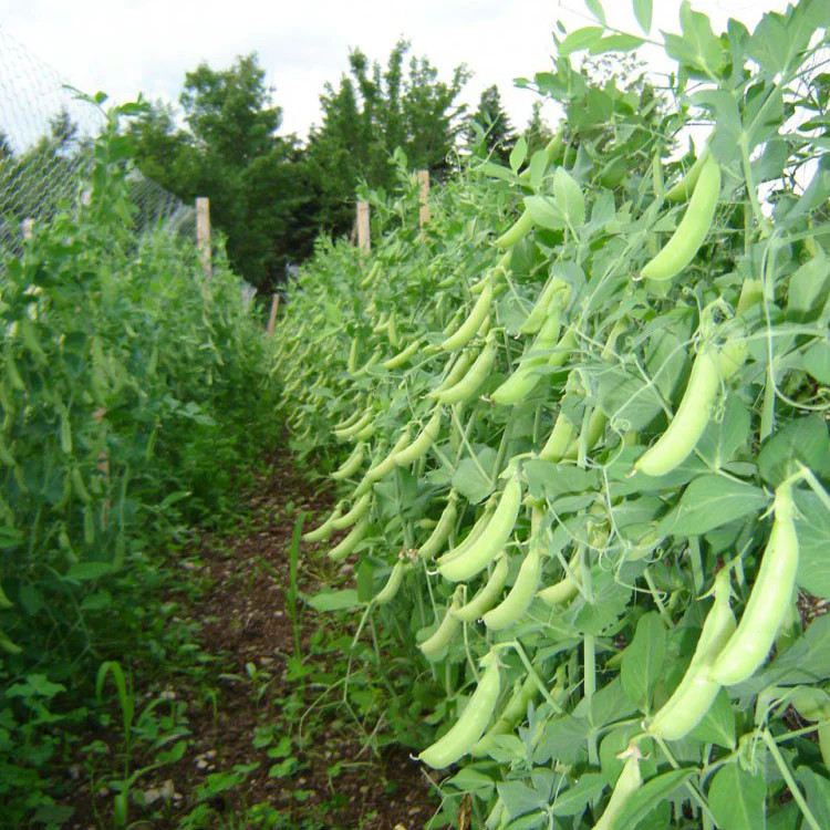 Sugar Ann Snap Pea Seeds | AAS Winner Garden English Field Asian Snow Peas 2024