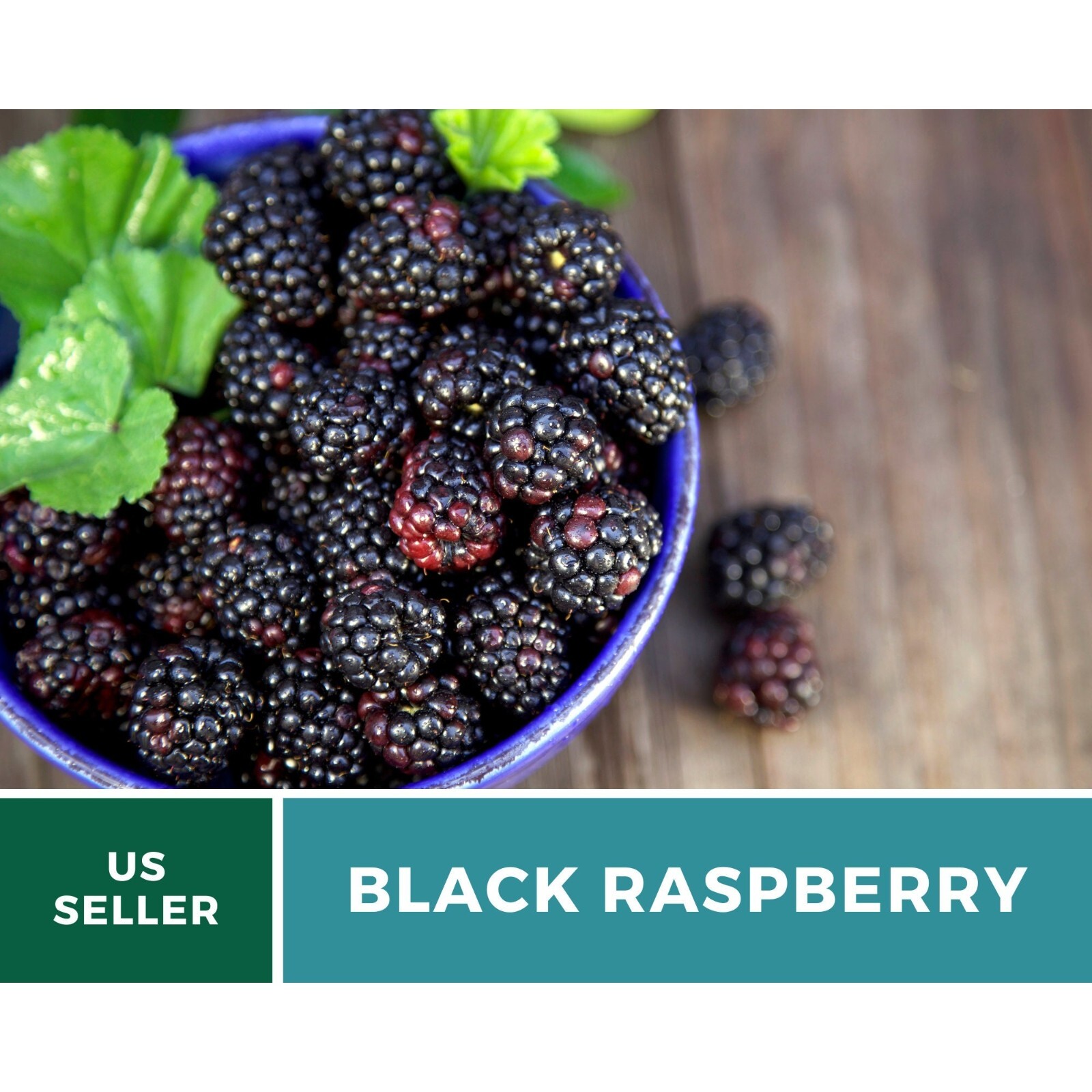 Raspberry, Black – Thimbleberry – Heirloom Seeds – Non GMO (Rubus occidentalis)