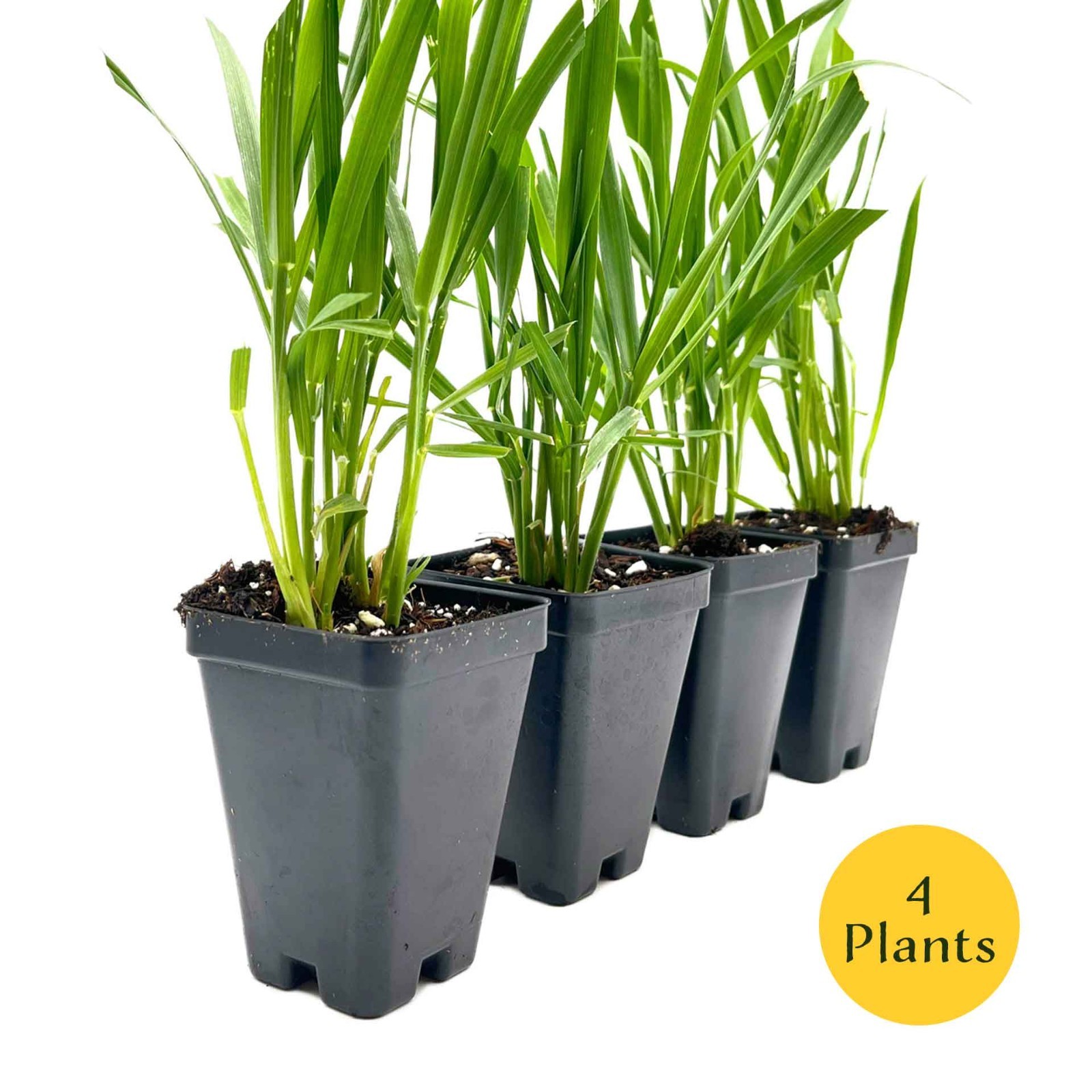 Cat Grass (Dactylis glomerata) Nutritious & Pet-Friendly Plant for Cats & Dogs