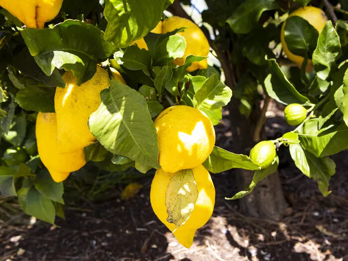 California only!! Eureka Semi-Dwarf Lemon Tree, 18-36 inches tall, grafted plant