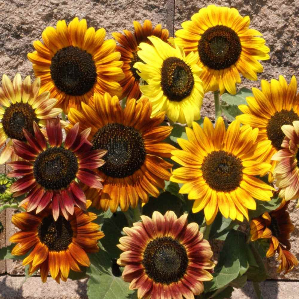 1 LB Sunflower Seeds – Sunflower Autumn Beauty Flower Seed