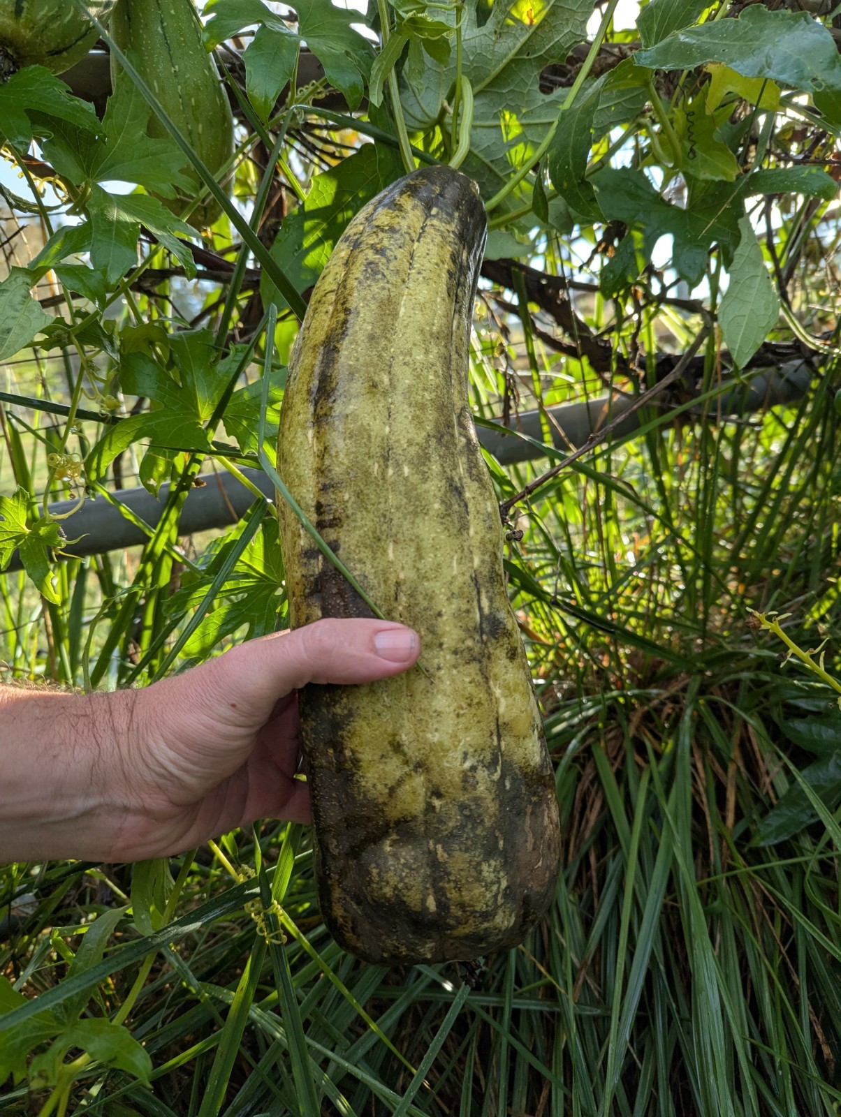 LUFFA GOURD SEEDS 50+ LOOFAH SPONGE GOURD garden DISHCLOTH gourd FREE SHIPPING