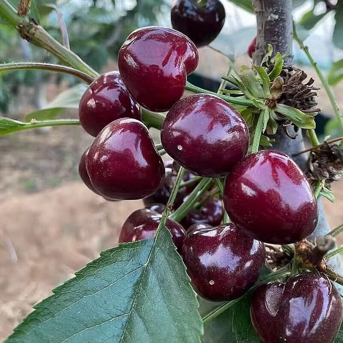40 pcs Black Cherry Tree Seeds, Prunus Serotina Fruit Tree Seeds for Planting