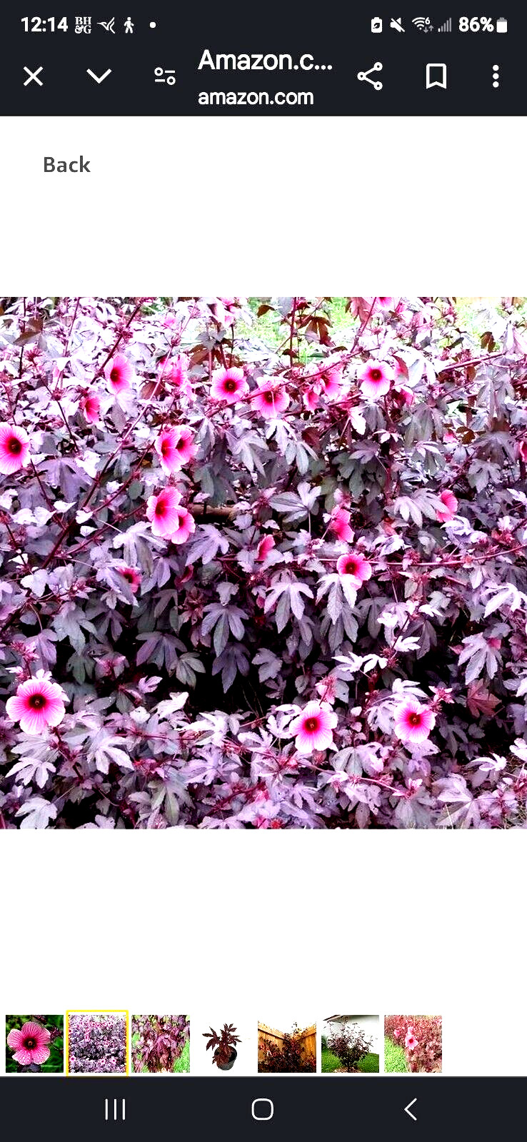 2 Cranberry Maple Leaf Hibiscus PLANTS 红枫叶芙蓉 Bare root dormant EZ Grow Hawaiian