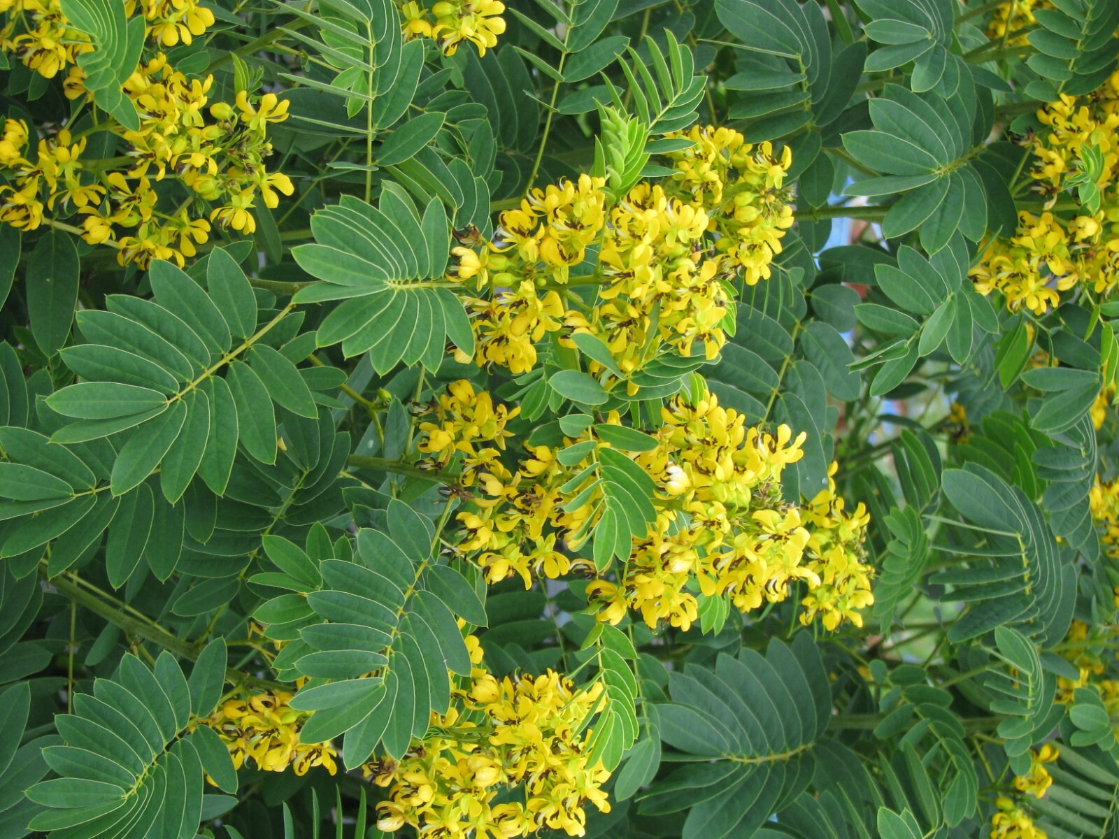 Senna hebecarpa 30 Seeds – American Senna