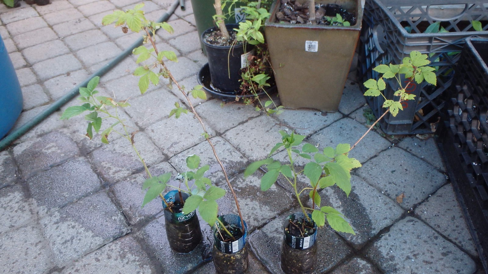 Wineberry ! Rubus phoenicolasius. Live plants, roots wrapped in wet, no leaves
