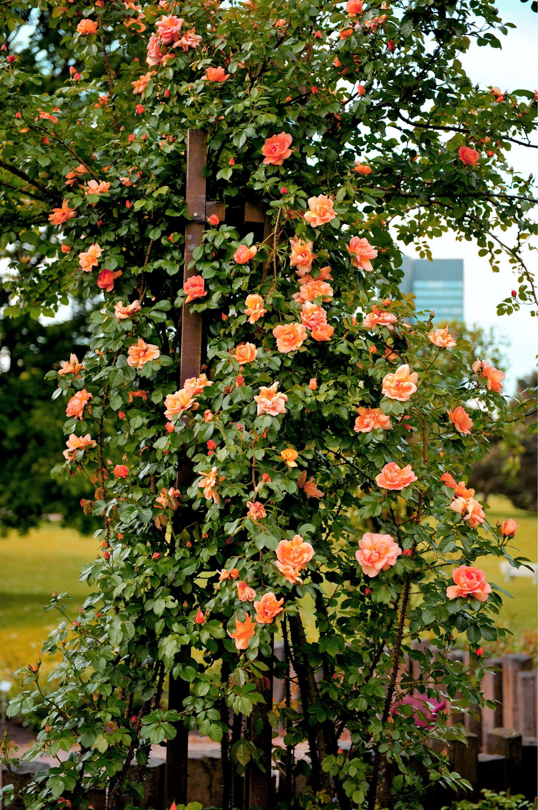 5 ORANGE CLIMBING ROSE Rosa Bush Vine Climber Fragrant Butterfly Flower Seeds