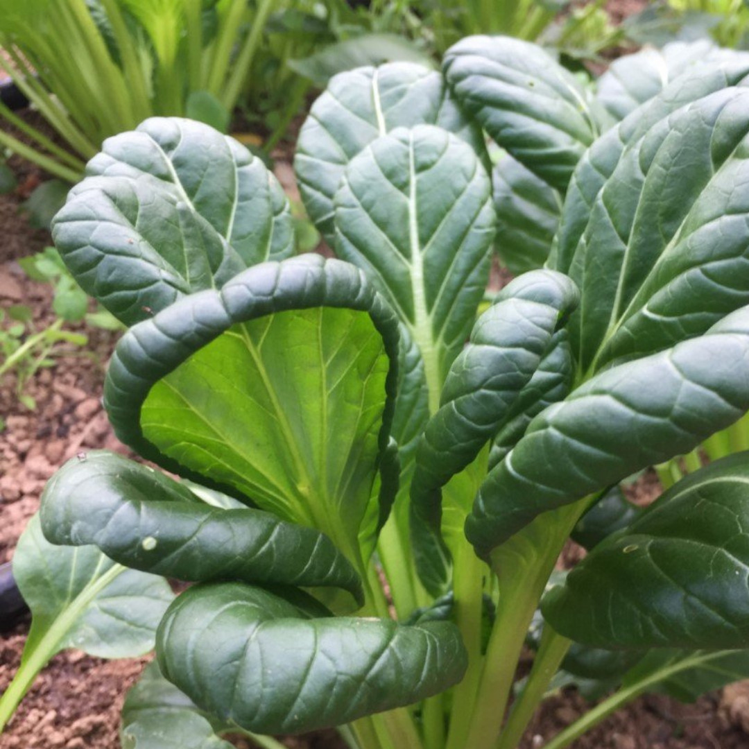 Fresh Tat Soi Asian Cabbage Seeds | Heirloom Non-GMO | Asian Vegetables