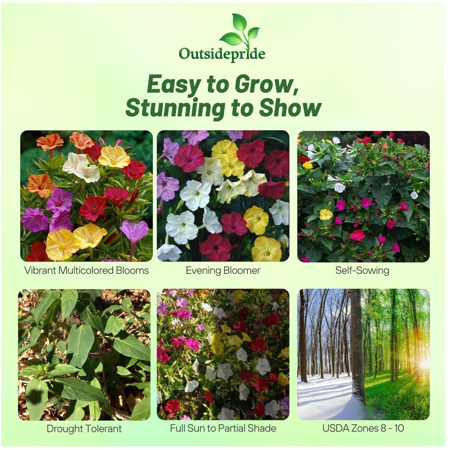 Attract Hummingbirds & Butterflies: Four O’clock Seeds