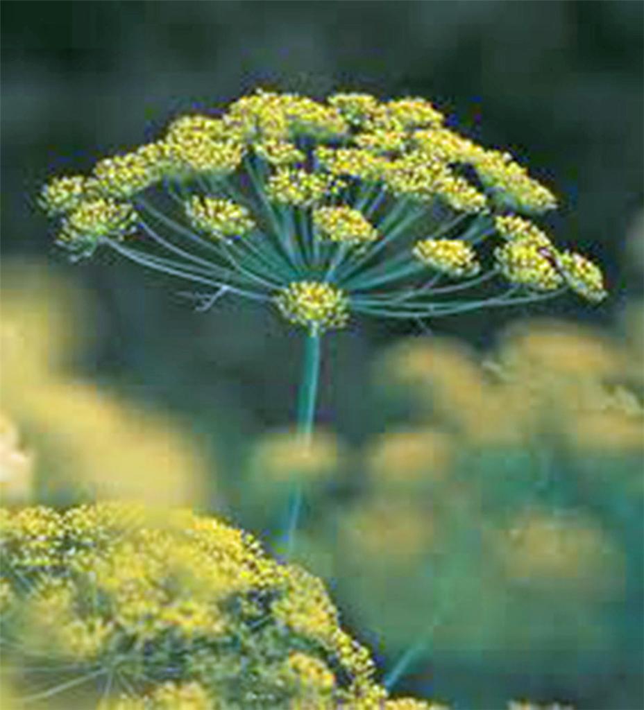 DILL SEED, BOUQUET, HEIRLOOM, NON GMO, 500 SEEDS, HERB, SPICE SEEDS