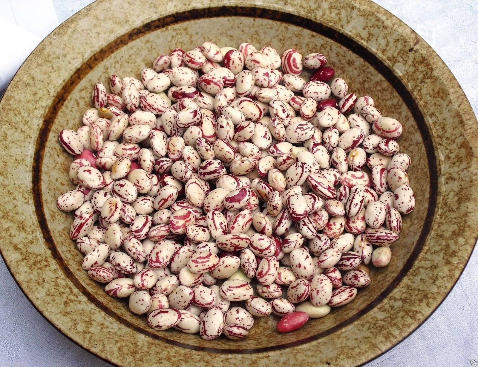 Colombian White Cranberry Bean Seeds (25) / Cargamento blanco / POLE BEAN / RARE