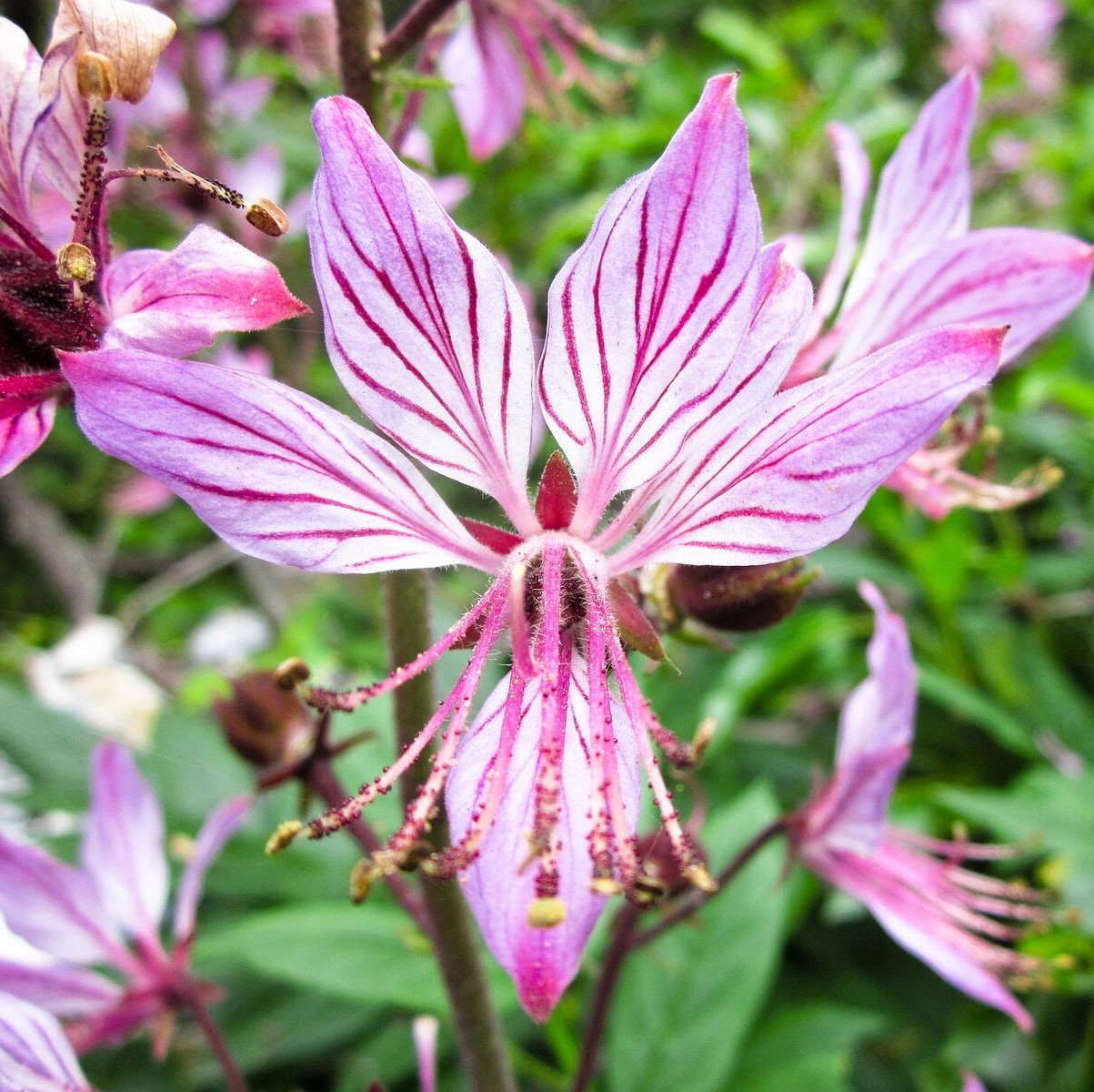 20 GAS PLANT Seeds (Dictamnus albus) Perennial Herb Flower ESSENTIAL OIL Plant