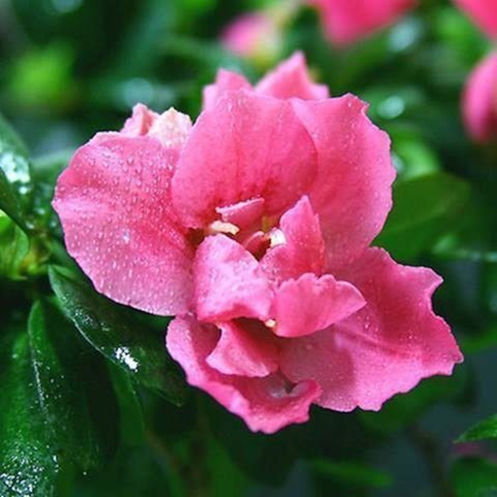 25pc GARDENIA SEEDS Garden Plant Flower rare exotic USA seller FREE shipping