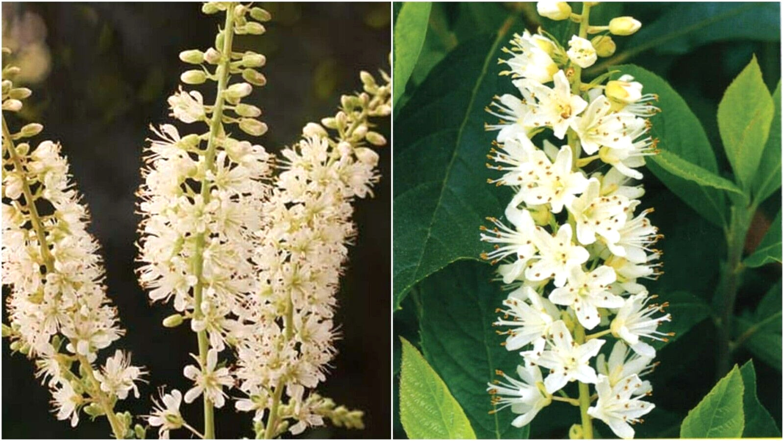 30 VANILLA SPICE SWEET PEPPERBUSH SEEDS – (Clethra alnifolia Vanilla Spice