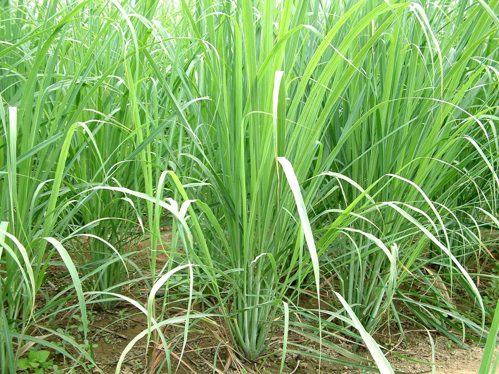10 LIVE Lemongrass starter Plugs Stalk EZGROW Insect & reptile repellent FREE SH