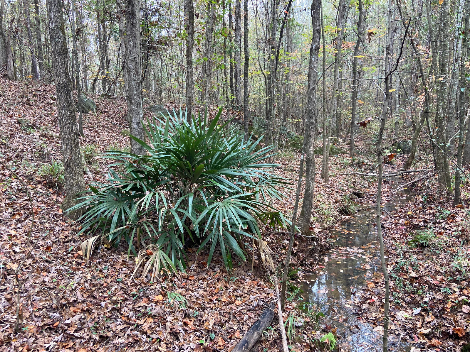 Rhapidophyllum hystrix Seeds – Needle Palm Seeds!