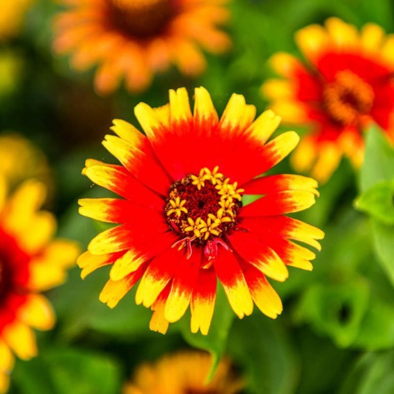 *NEW* Sombrero Zinnia Seeds Zinnia elegans Free Shipping!