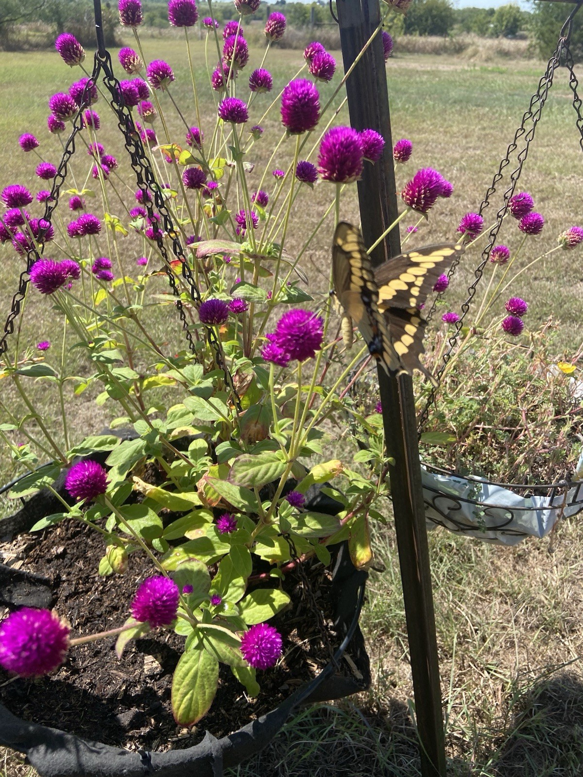 Globe Amaranth / Gomphrena / Purple – 30 Seeds / FREE Shipping