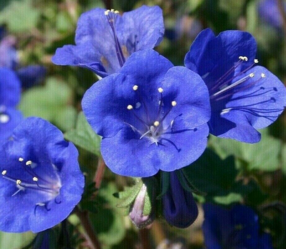 CALIFORNIA BLUEBELL FLOWER SEEDS 500+ annual PHACELIA CAMPANULARIA Free Shipping