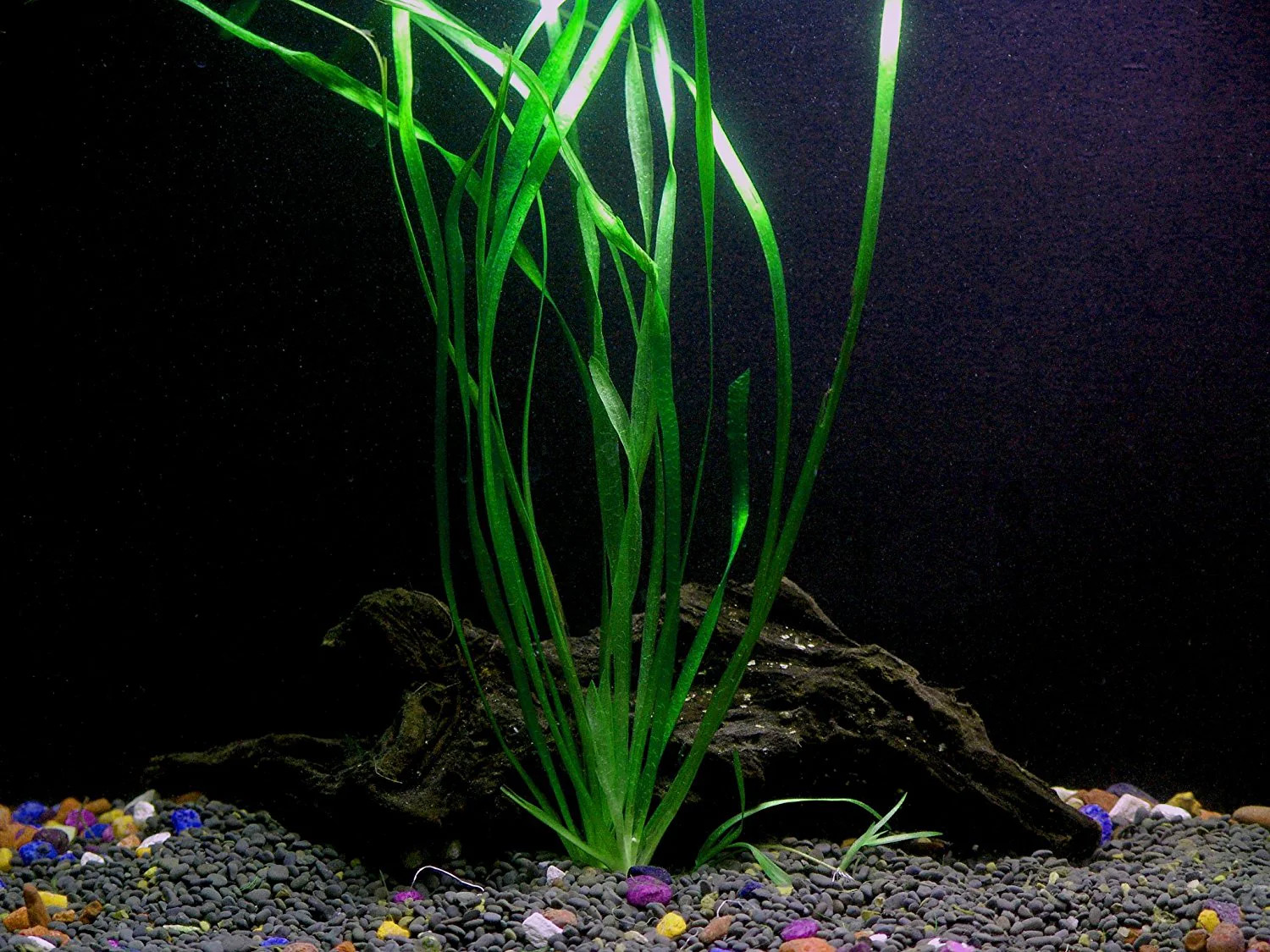 8 Species Aquarium Plants Bundle – Anacharis, Hornwort, Amazon Sword,