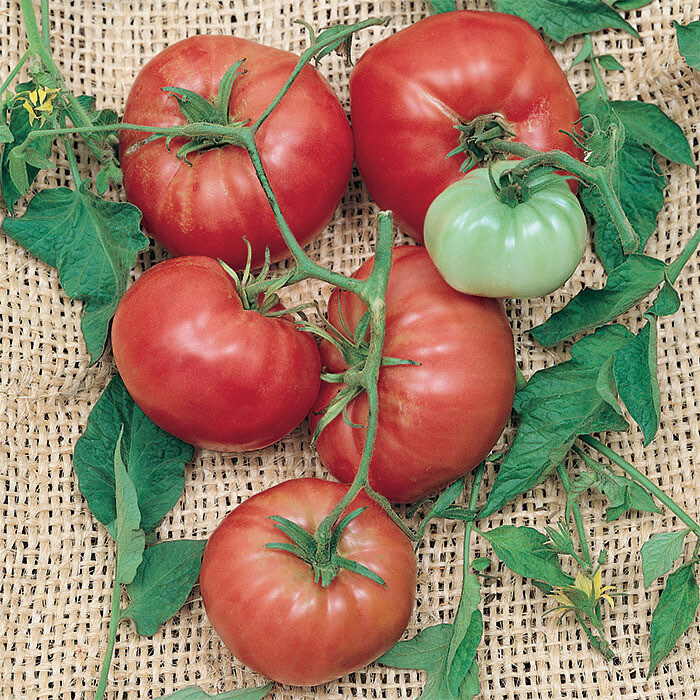 Italian Tree (Trip-L-Crop) Tomato Seeds | Heirloom | Organic