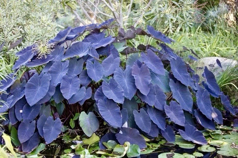 Colocasia Esculenta ‘Wat Bosat’ Seeds ~ Elephant Ear ~Taro~Rare Exotic Plants