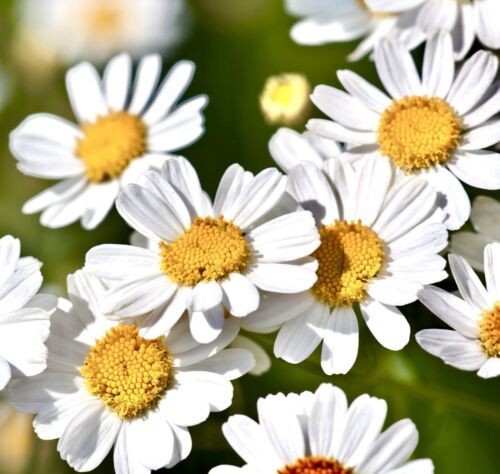 Roman Chamomile Seeds, Ground Cover Teas & Medicine, NON-GMO, Free Shipping