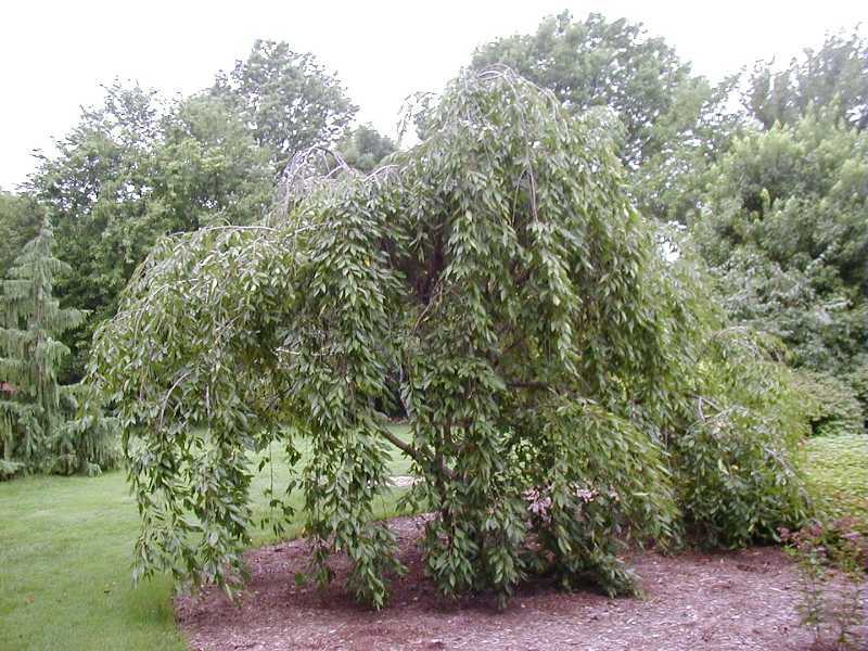 Weeping Higan Cherry, Prunus subhirtella pendula, Tree Seeds